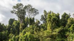 Australia’s rainforests are releasing more carbon than they absorb, warn scientists